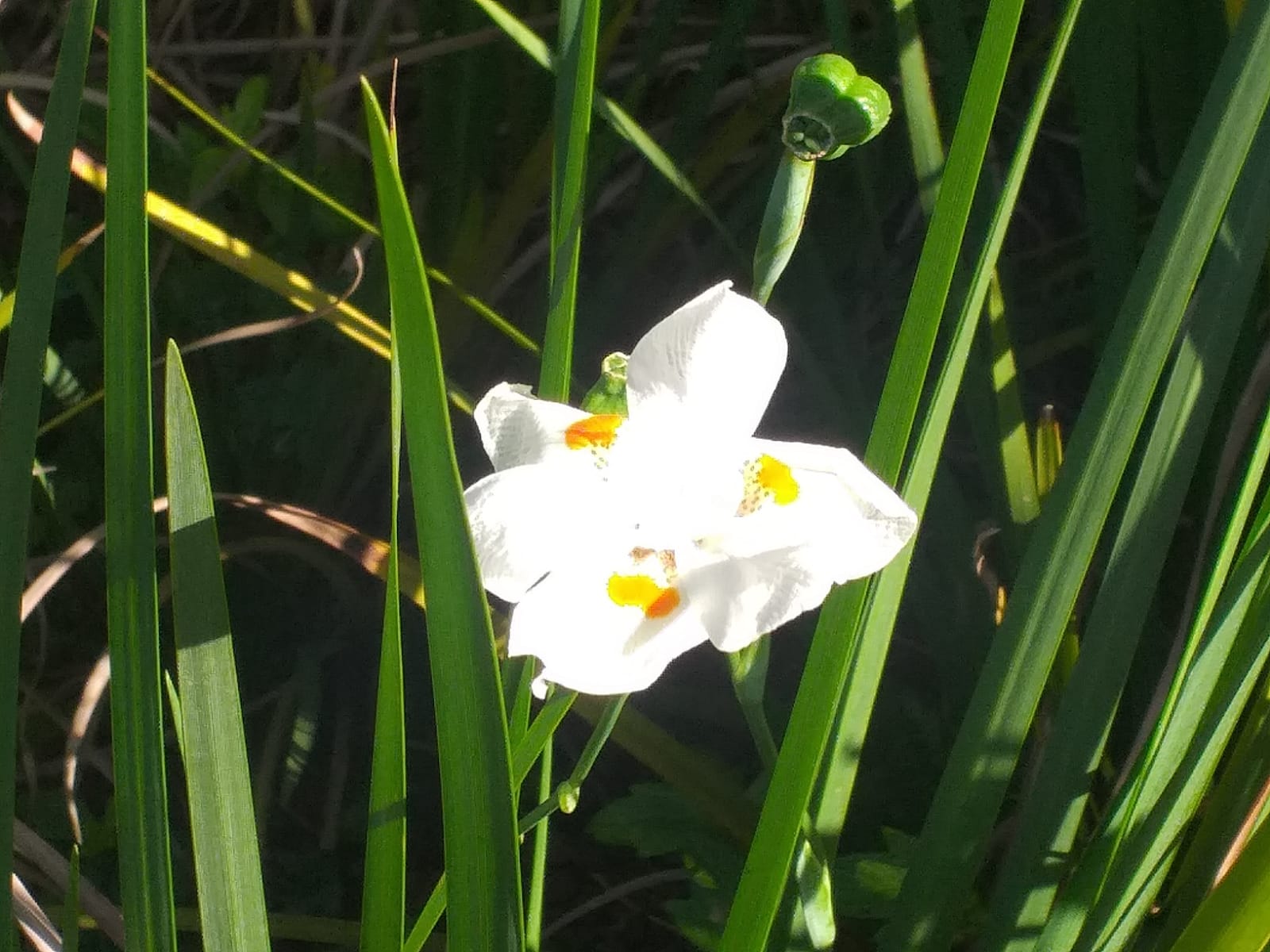 juscelina santos do nascimento